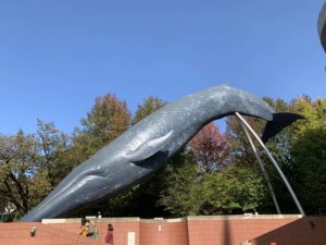【SLとクジラはどっちが重い？】国立科学博物館で重さ比べ！！