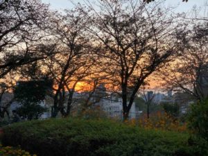 【秋の夕暮れ】飛鳥山公園で写真を撮ろう!!