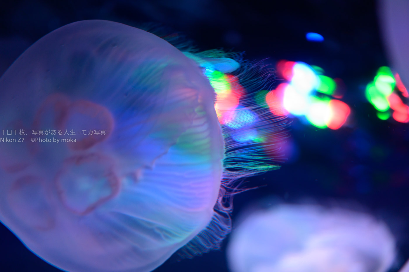 【クラゲ撮影】サンシャイン水族館のクラゲ写真