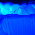 【クラゲ撮影のコツ】サンシャイン水族館で幻想的なクラゲを撮ろう!