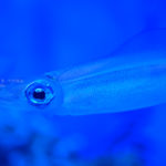 【サンシャイン水族館】スケスケな仲間たち