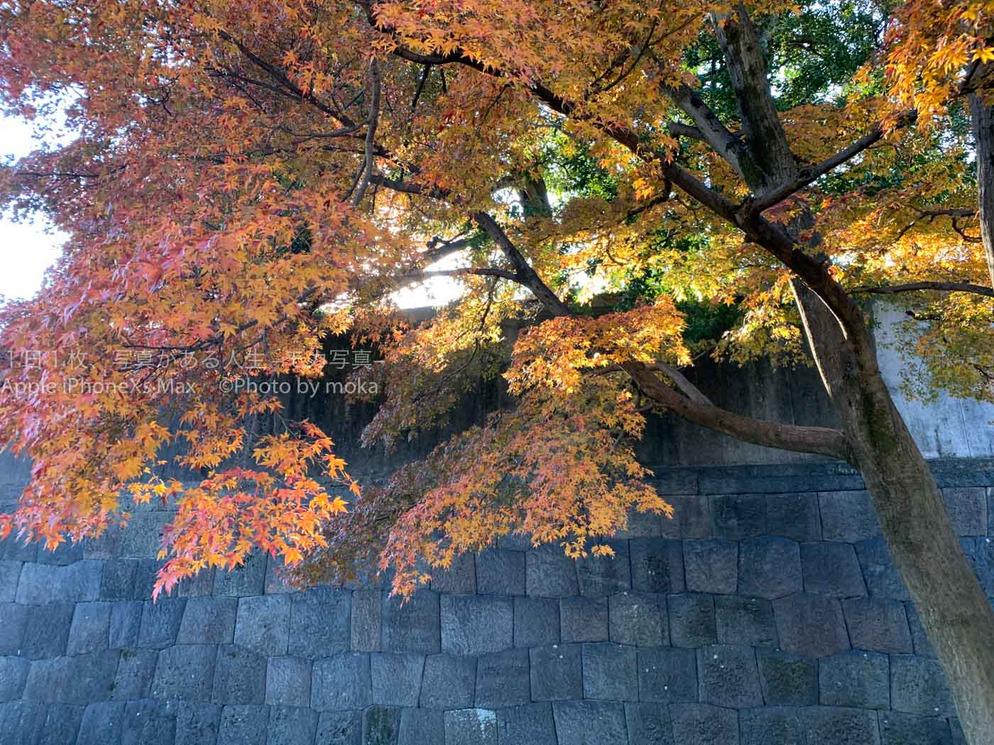 【東京の紅葉】皇居の中で楽しむ特別な紅葉