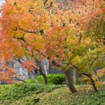 【12月の新宿】新宿の街の紅葉と枯れ葉