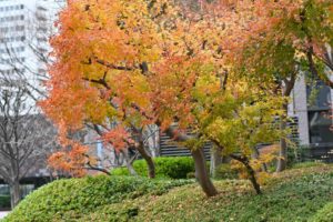 【12月の新宿】新宿の街の紅葉と枯れ葉