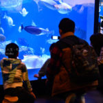 水族館で水槽を眺めてみよう!!