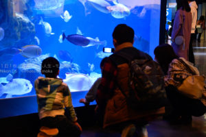 水族館で水槽を眺めてみよう！！