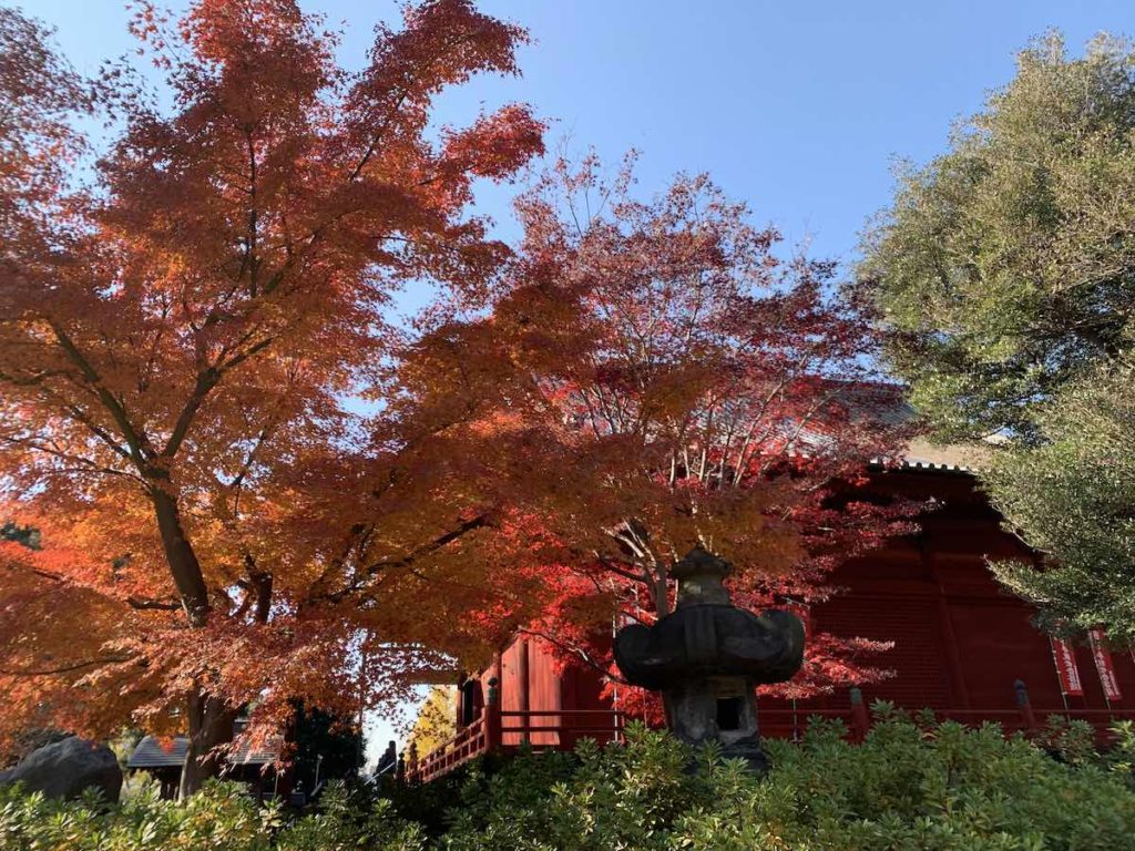 真っ赤に色づいた、令和元年最後の紅葉