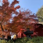 真っ赤に色づいた、令和元年最後の紅葉