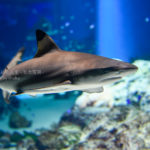 【水族館撮影】サメのフォルムの美しさに気がついた!?