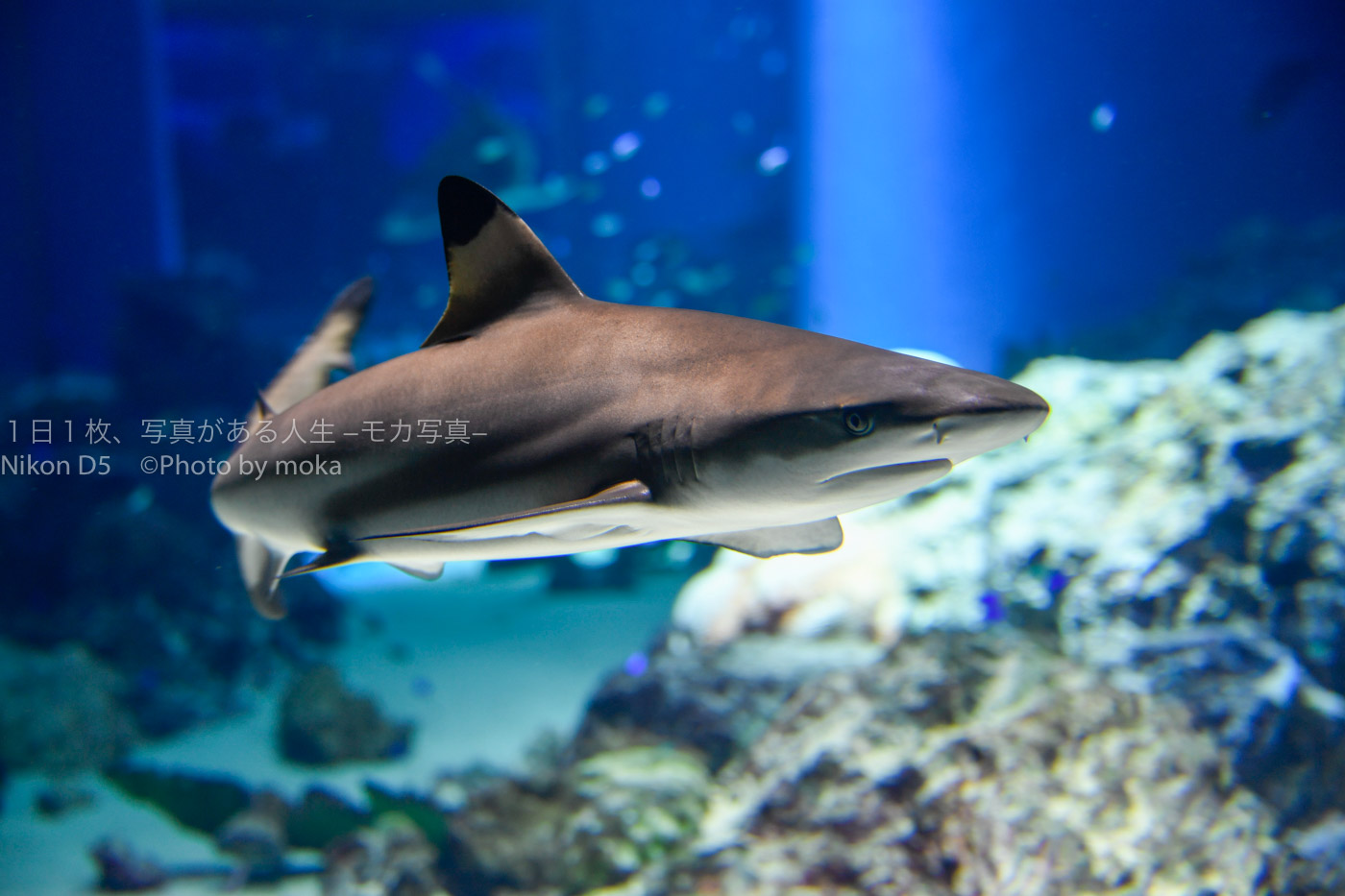 【水族館撮影】サメのフォルムの美しさに気がついた！？
