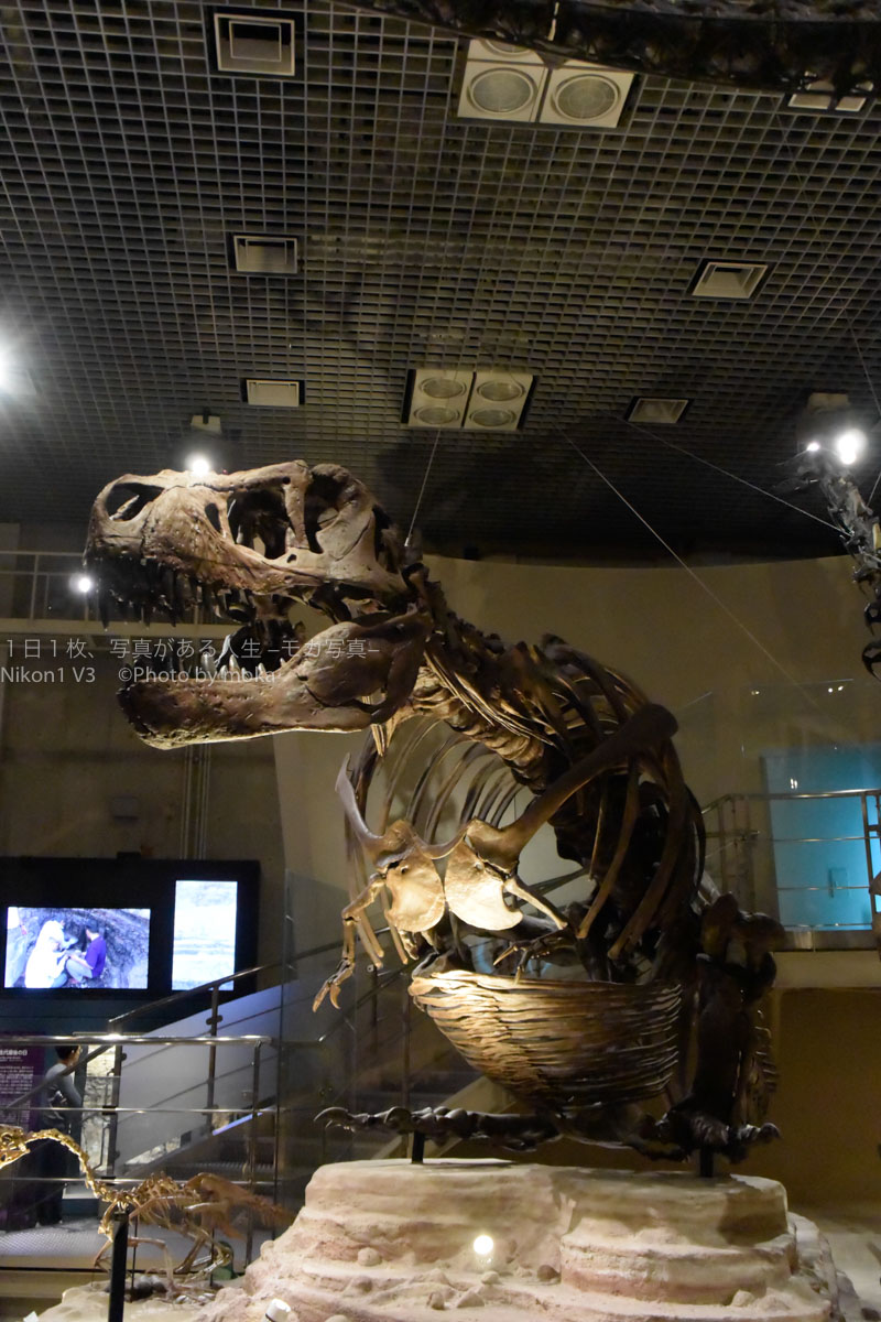 【上野国立科学博物館】子供から絶大の人気の恐竜