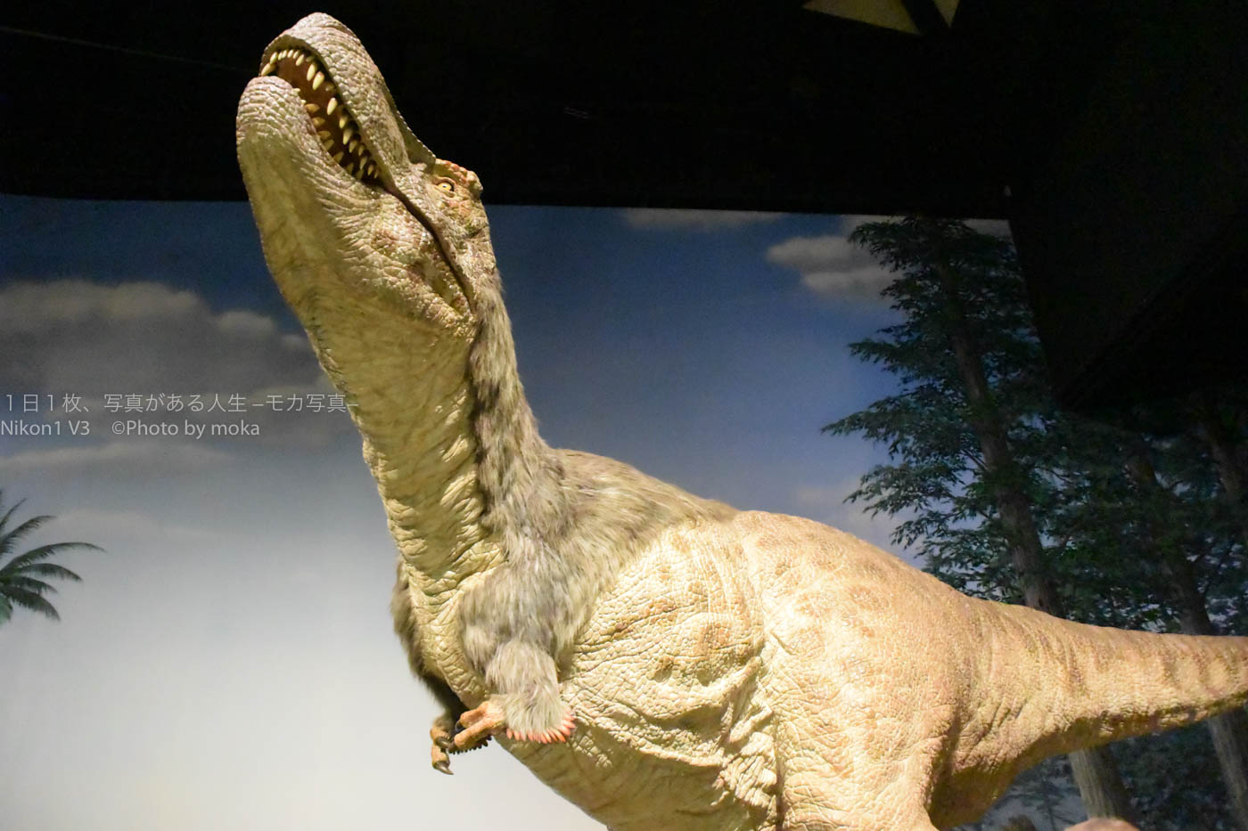 【博物館撮影】最新の研究の「羽毛ティラノサウルス」