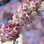 熱海で春の先取り、満開の「あたみ桜」を撮ろう!!