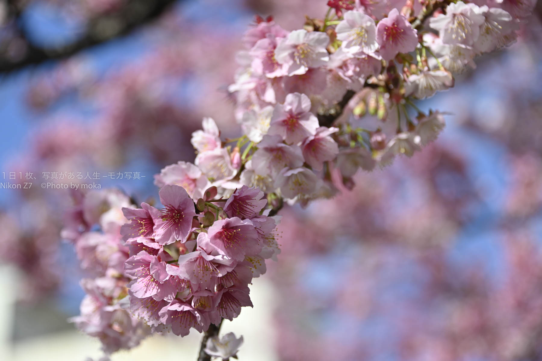 熱海で春の先取り、満開の「あたみ桜」を撮ろう！！