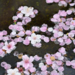 満開のあたみ桜、散った花びらも美しい♪
