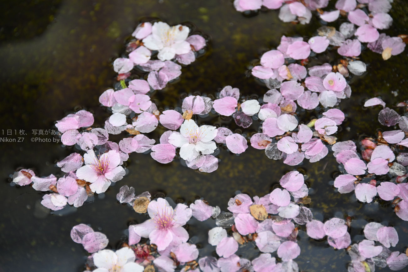 満開のあたみ桜、散った花びらも美しい♪