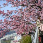 【お花見スナップ写真】満開の桜とカメラ女子