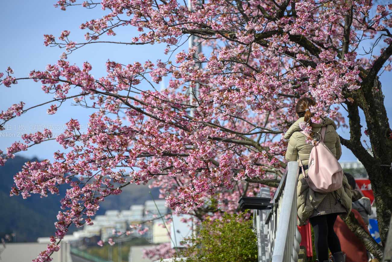 【お花見スナップ写真】満開の桜とカメラ女子