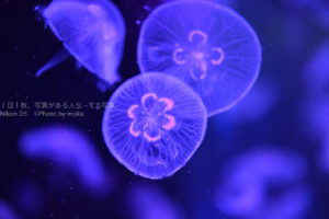【水族館撮影】水族館撮影といえばやっぱりクラゲ！