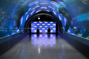 【水族館スナップ撮影】水族館で楽しく写真を撮る方法