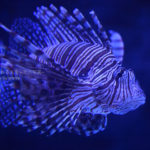 【水族館写真】カサゴの模様って「映える」!?