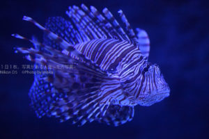 【水族館写真】カサゴの模様って「映える」！？