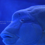 【アクアパーク品川】水族館の「でかい顔」！！