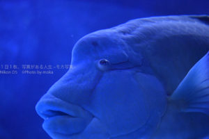 【アクアパーク品川】水族館の「でかい顔」!!