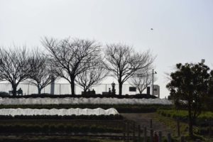 【公園スナップ写真】公園でシルエット写真を撮ってみた!