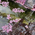 水に浮かべた桜の花びら