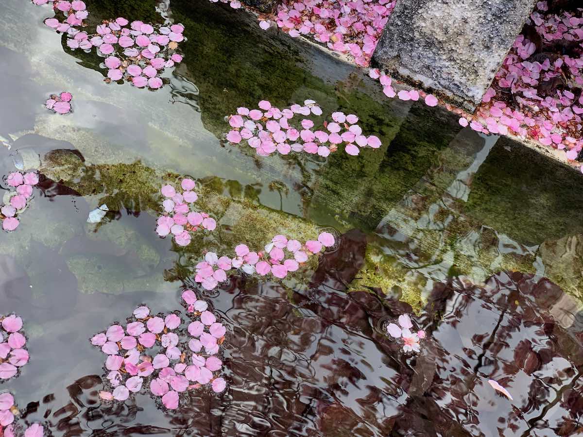 水に浮かべた桜の花びら