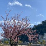 河津桜よりも早く咲く「あたみ桜」