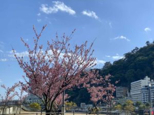 河津桜よりも早く咲く「あたみ桜」