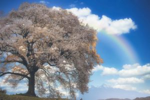 Luminar4でRAW現像してみよう!!