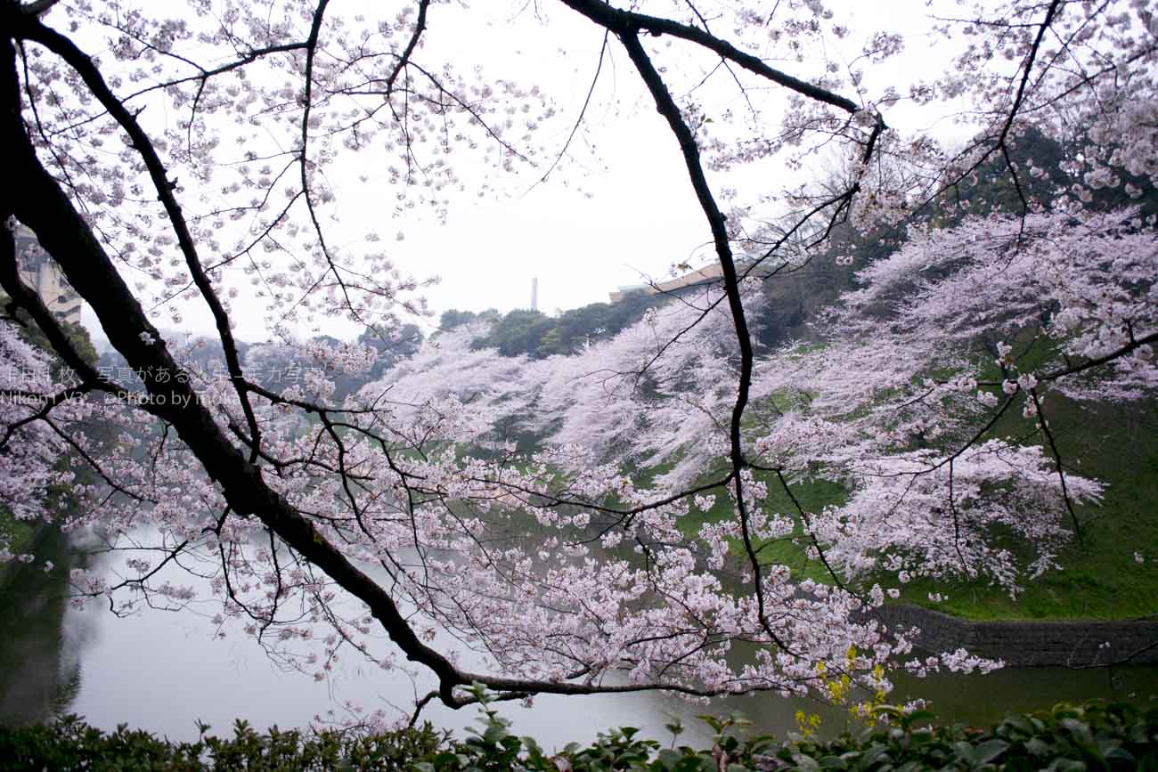 咲き始めた東京のソメイヨシノ