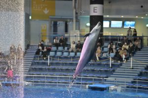 【イルカショー】水族館の花形「イルカショー」