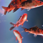 シグマの「BOKEH-MASTER」で撮る水族館♪