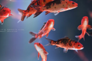 シグマの「BOKEH-MASTER」で撮る水族館♪
