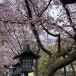 【早咲きの桜】話題の埼玉県の密蔵院に咲く「安行桜」