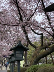 【早咲きの桜】話題の埼玉県の密蔵院に咲く「安行桜」