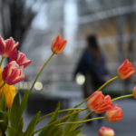 「BOKEH-MASTER」でボケ写真を楽しもう♪