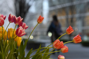 「BOKEH-MASTER」でボケ写真を楽しもう♪