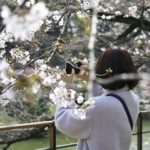 5分咲きの千鳥ヶ淵、今年は空いています・・
