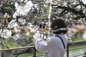 5分咲きの千鳥ヶ淵、今年は空いています・・