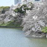 2020年、千鳥ヶ淵のサクラが見頃!!