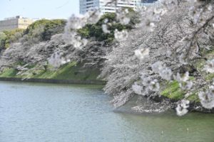 2020年、千鳥ヶ淵のサクラが見頃!!