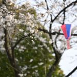 【スナップ撮影】春の飛鳥山公園でお散歩スナップ