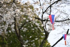 【スナップ撮影】春の飛鳥山公園でお散歩スナップ
