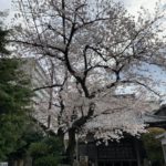 2020年、外出自粛中のお花見は通勤途中に!!