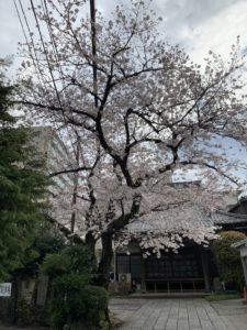 2020年、外出自粛中のお花見は通勤途中に!!